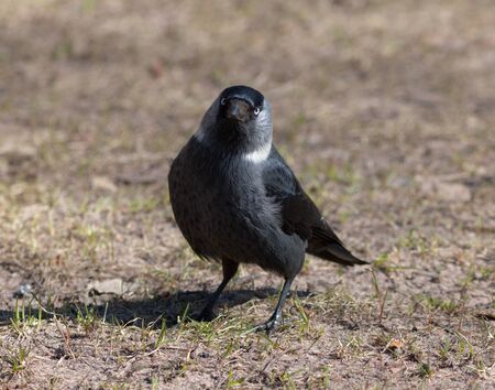 Portrait of a jackdaw in the early spring