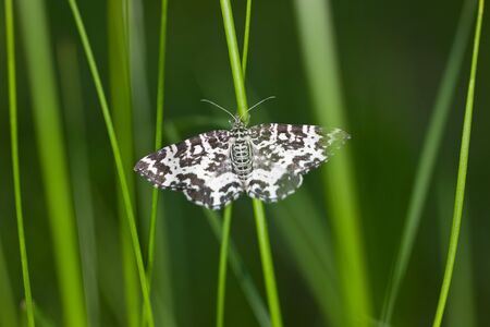 Black-and-white moth in a green grassの写真素材