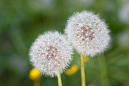Two white dandelions close up in summerの写真素材