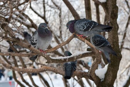 flock of pigeons on branches of a bush in the winterの写真素材