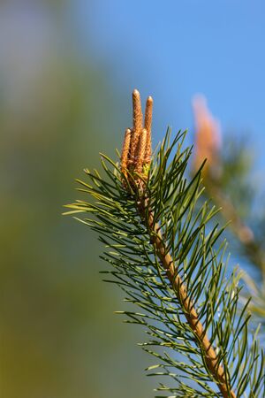 Blossoming branches of a pine in the springの写真素材