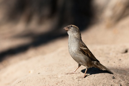 The curious sparrow on the earth looks upwardsの写真素材