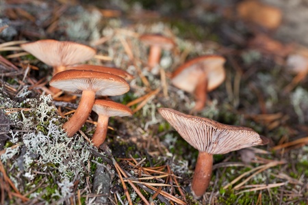 Brown mushroom in wood close up (Lactarius rufus)の写真素材