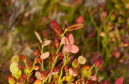 Red leaves of a bilberry in the autumnの写真素材