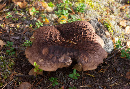 Brown mushroom in wood close up (Sarcodon imbricatus)の写真素材