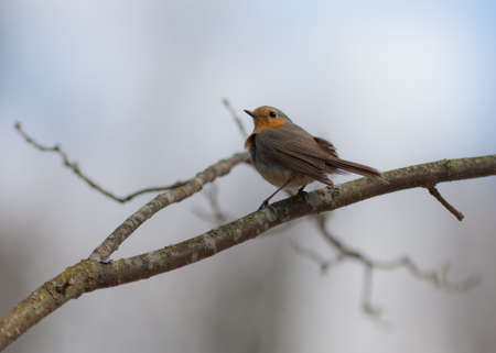 Robin on a tree branch in park