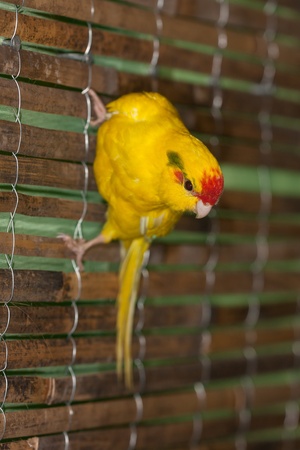 Portrait of a yellow parrot close upの写真素材