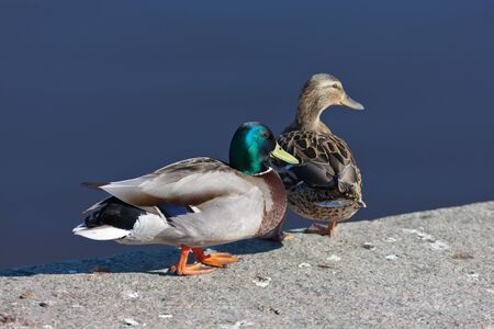 Two ducks on a parapet at the riverの写真素材