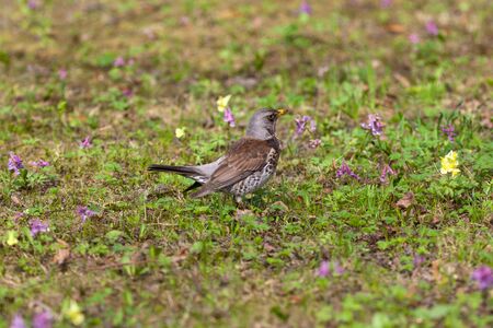 fieldfare blackbird in the field with flowers in the spring
