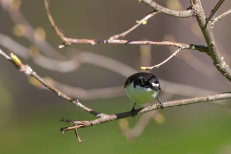 Flycatcher in the spring on a tree branch (Ficedula hypoleuca)