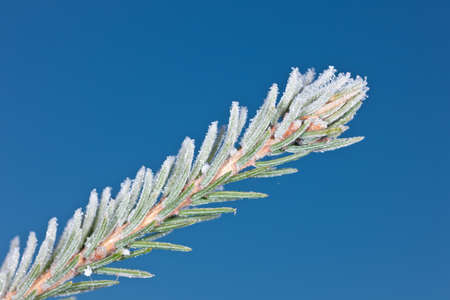 Fir-tree branch in hoarfrost against the sky