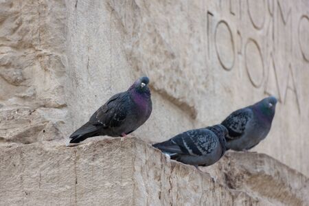 Flock of pigeons on a monument in parkの写真素材