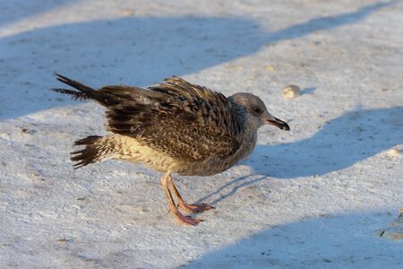 Seagull on snow in cold winter dayの写真素材
