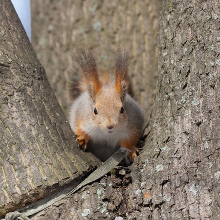 squirrel in a nest between three tree trunks