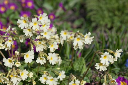 White and violet flowers in the springの写真素材