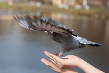 pigeon on hand of the person close upの写真素材