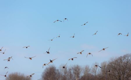 flock of ducks in flight in the skyの写真素材