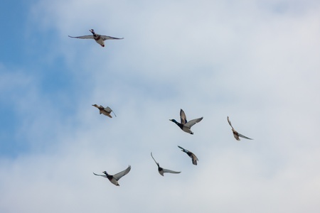 flock of ducks in flight against the sky