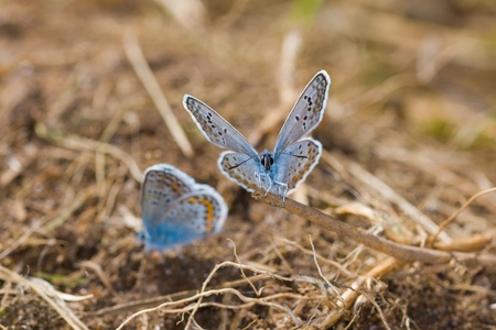 two small blue butterflies on the earthの写真素材