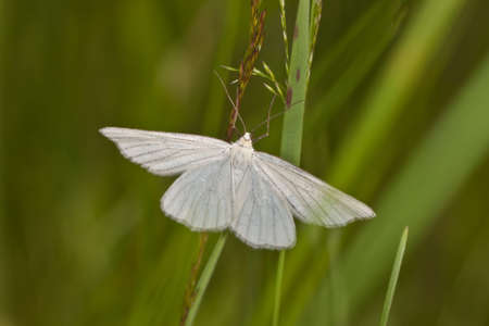 white moth in a grass close upの写真素材