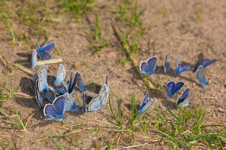 flock of small butterflies on the earthの写真素材