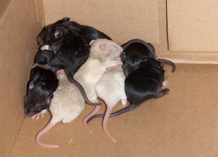 Many small rats in a box from a cardboardの写真素材