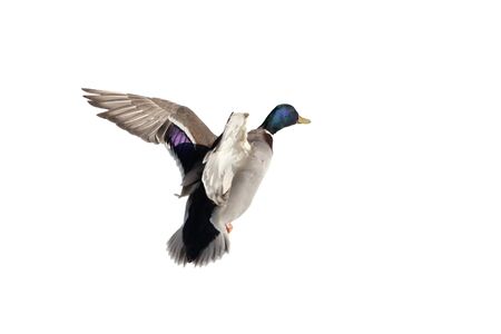 duck in flight, male, isolated on whiteの写真素材