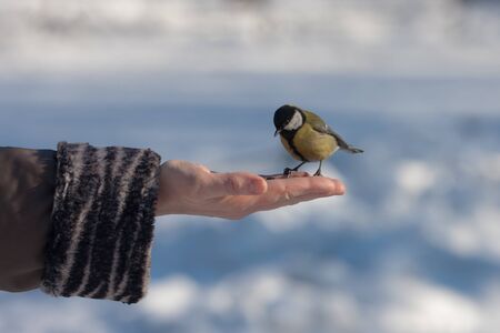 the titmouse eats sunflower seeds from a palmの写真素材