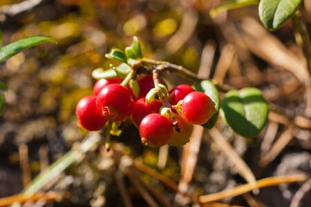 Bush of a cowberry with ripe berriesの写真素材