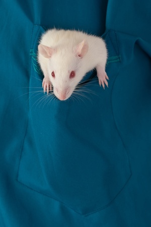 small white rat in a shirt pocketの写真素材