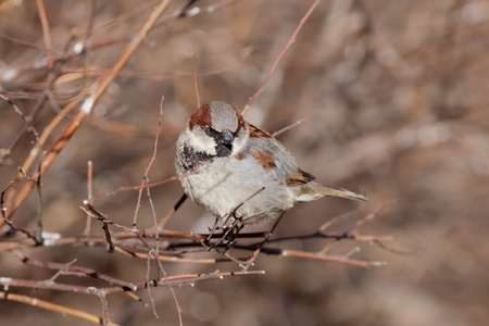sparrow on bush branches in the spring