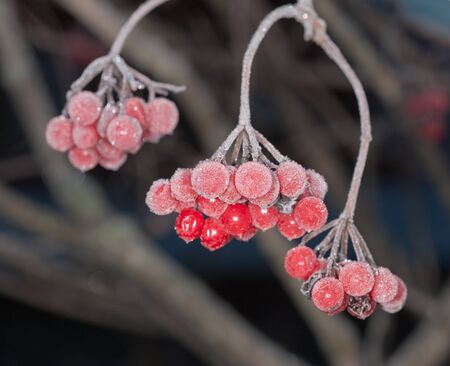 Branches of a arrowwood with berries under hoarfrostの写真素材