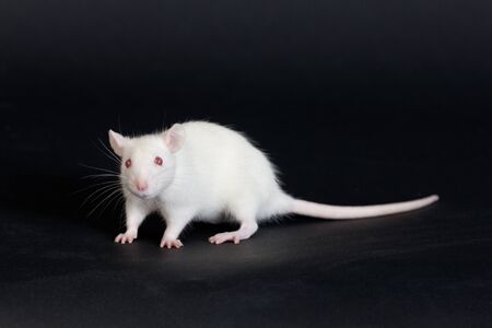 young white domestic rat on a black backgroundの写真素材