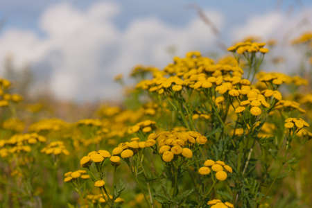 Tansy on a summer meadow against the skyの写真素材