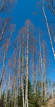 landscape in the spring wood, a vertical panoramaの写真素材