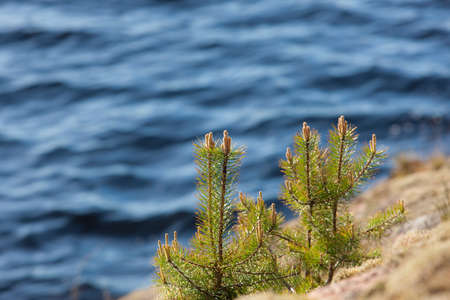 young small pines on rocks at waterの写真素材