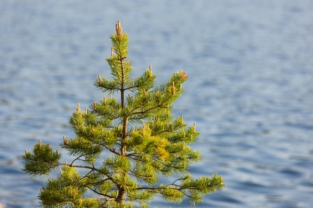 blossoming pine in the spring against water