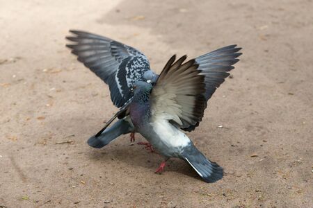 marriage games of two pigeons in the springの写真素材