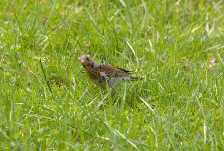curious fieldfare in a green spring grassの写真素材