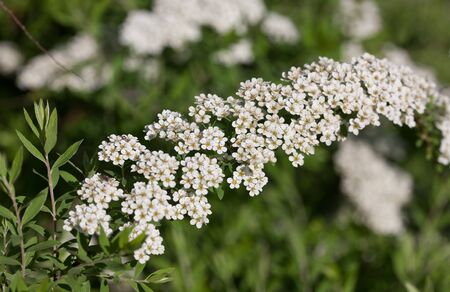 bush branch with white flowers in the springの写真素材