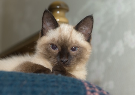 Young kitten of Siamese breed on a sofaの写真素材
