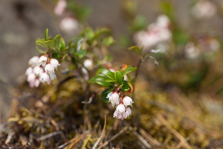blossoming cowberry close up at the beginning of summerの写真素材