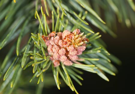 blossoming branch of a pine close up (male cone)の写真素材