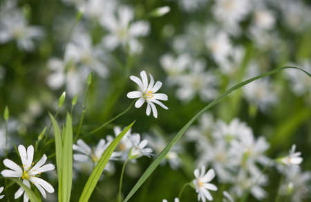 background from white wood flowers in the summer