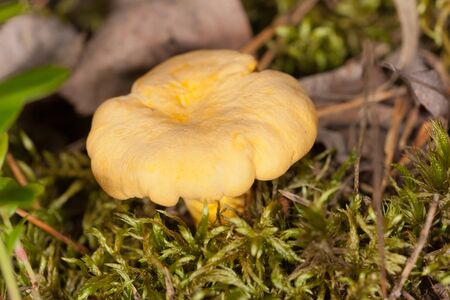 young chanterelle close up in a mossの写真素材