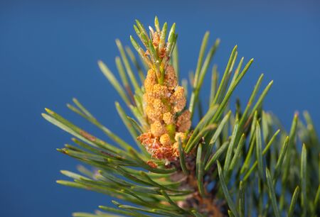 blossoming branch of a pine close up (male cone)の写真素材