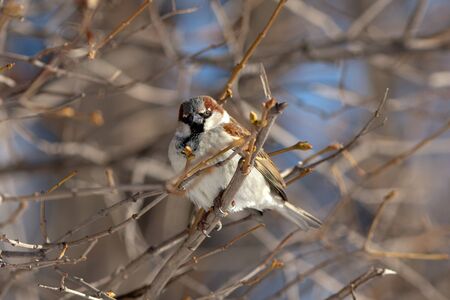 sparrow on bush branches with spring budsの写真素材