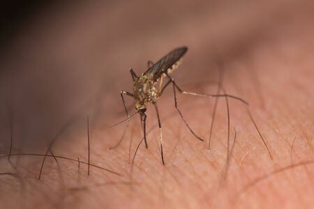 the mosquito sucks blood on human skinの写真素材