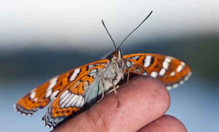 beautiful butterfly on a finger close upの写真素材