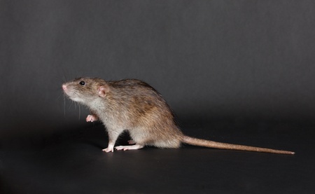 brown domestic rat on a black backgroundの写真素材